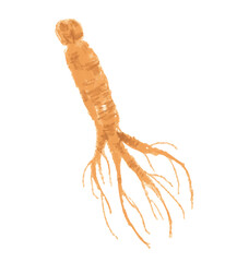 クレヨンで描いた朝鮮人参のベクターイラスト