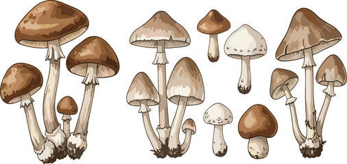 Hand drawn collection of realistic brown wild mushrooms isolated on white background detailed botanical vector illustration set © Sumon Creative