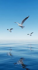 Fototapeta premium Three graceful seagulls soaring above the tranquil blue ocean with reflections.