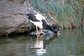 the magpie goose is drinking from the lake
