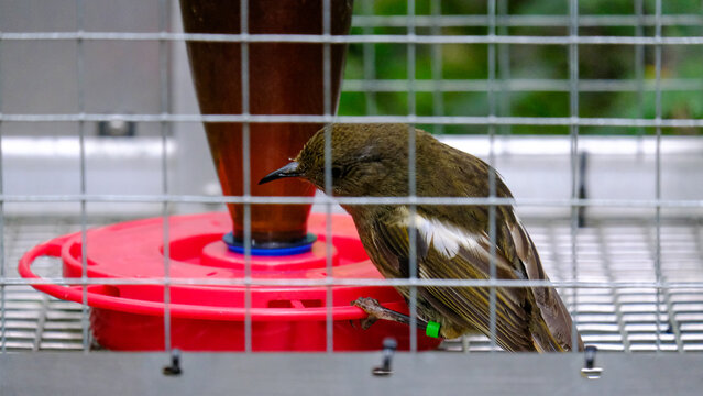 New Zealand bellbird korimako bird with olive green feathers within feeding station in Wellington NZ Aotearoa
