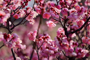 日本の梅園の梅