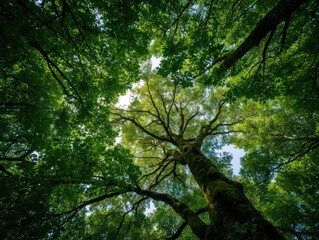Fototapeta premium Exploring the majestic canopy of a forest nature photography green environment upward perspective natural wonder