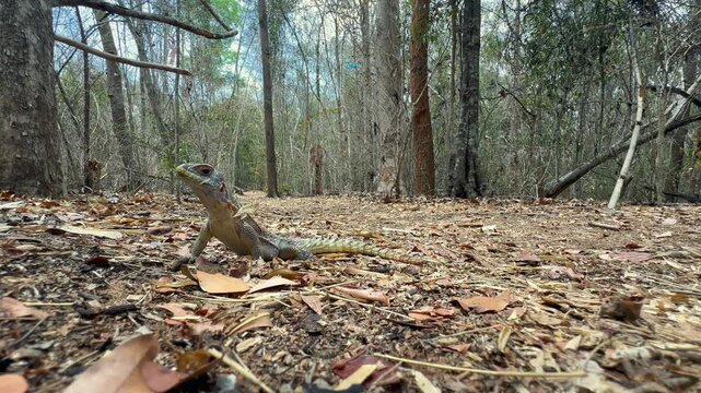 Dum&eacute;ril's Madagascar Swift (Oplurus quadrimaculatus) coming to bite the camera in Kirindy Forest. Madagascar.