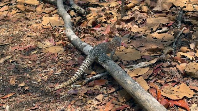 Dum&eacute;ril's Madagascar Swift or Madagascar spotted spiny-tailed iguana (Oplurus quadrimaculatus) in Kirindy Forest, Madagascar.