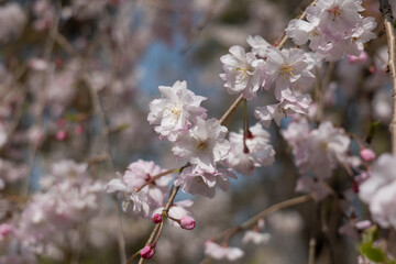 Obraz premium Sakura in Japan
