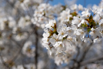 Sakura in Japan