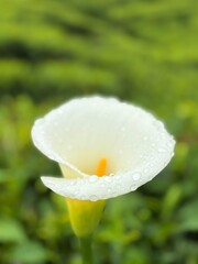 white flower with dew drops
