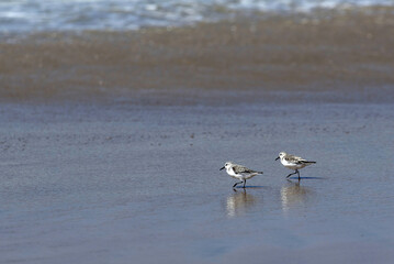 B&eacute;casseaux sanderling en vol au bord de l'oc&eacute;an atlantique au S&eacute;n&eacute;gal