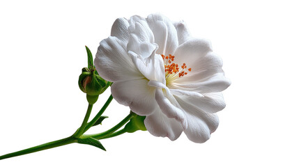 Obraz premium Pure White Rose: A close-up view of a pristine white rose, its delicate petals unfurling to reveal a vibrant center and the promise of new life. Capturing the beauty of the bloom.