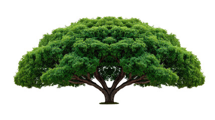 Fototapeta premium Majestic Tree: An isolated lush green tree stands proudly, its branches reaching upwards. The vibrant foliage creates a sense of serenity and embodies the essence of growth and vitality.