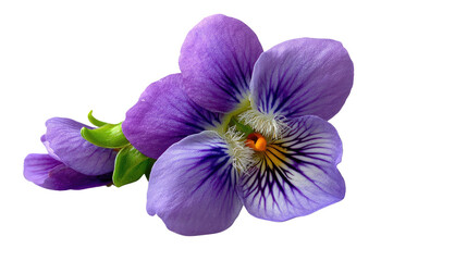 Obraz premium Delicate Violet Bloom: A close-up view unveils a beautiful, vibrant violet flower, showcasing its intricate petals and gentle curves.
