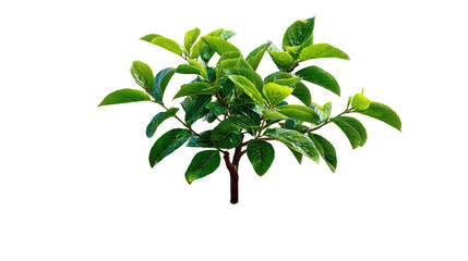 Obraz premium Lush Green Bush: A vibrant green bush stands in full glory, its leaves exuding vitality and freshness. A testament to nature's enduring elegance and power.