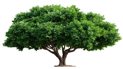 Obraz premium Majestic Tree in Nature's Embrace: A lush, verdant tree stands tall and proud, its branches and leaves a vibrant spectacle of green, embodying the essence of nature's beauty and resilience.