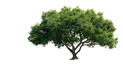 Obraz premium Solitary Tree: A vibrant and flourishing tree with a full canopy of lush green leaves stands tall and proud, bathed in the warmth of the sun. 