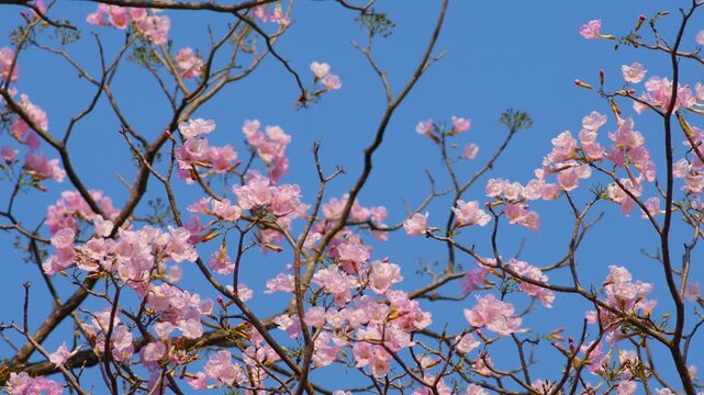 Vibrant pink tabebuia rosea trumpet flowers blooming on bare tree branches against brilliant clear blue sky background