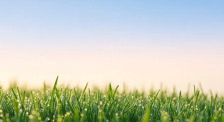 Fototapeta premium Fresh green grass with morning dew droplets landscape
