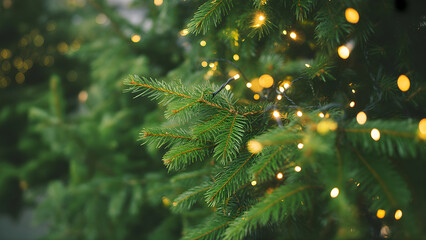 Green Pine Tree Branches with Yellow Lights