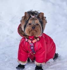 a small Yorkshire terrier in a red jacket and black boots in winter.The dog has a brown-black coat.