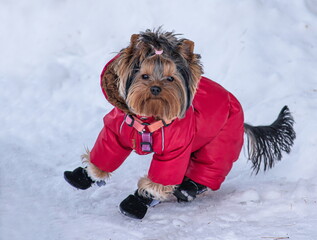 a small Yorkshire terrier in a red jacket and black boots in winter.The dog has a brown-black coat.