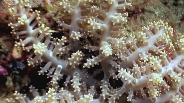 Delicate Alcyonacea soft corals sway gently in the waters surrounding the Philippines. These eight-ray corals create a beautiful underwater garden.