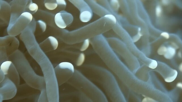 A Clownfish enjoys a symbiotic relationship, darting in and out of its anemone home. Underwater marine life prospers in the diverse coral reefs of the Philippines.