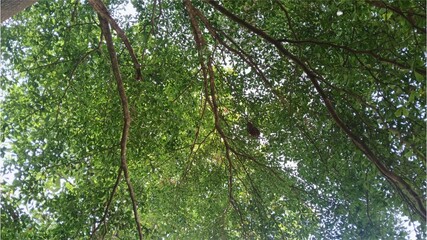 Fototapeta premium Upward View of Dense Tropical Tree Branches and Fresh Green Foliage