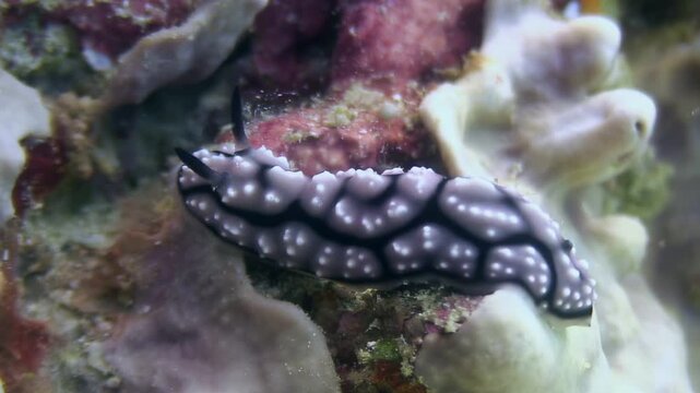 A chromodoris nudibranch, or sea slug, navigates a vibrant coral reef. The marine invertebrate moves slowly, showing its distinct black and white colors in the South Pacific Ocean.