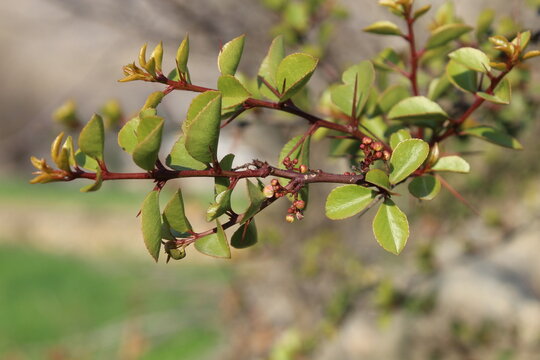 spikethorn, Maytenus senegalensis, Gymnosporia buxifolia or the arto negro