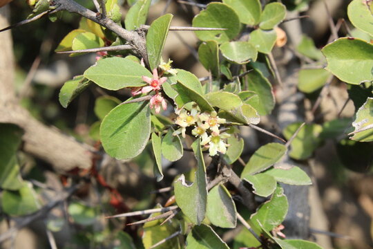 spikethorn, Maytenus senegalensis, Gymnosporia buxifolia or the arto negro