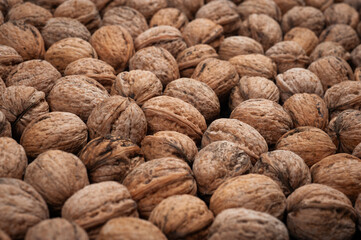 Lots of unpeeled walnuts scattered in an even layer on a flat surface.