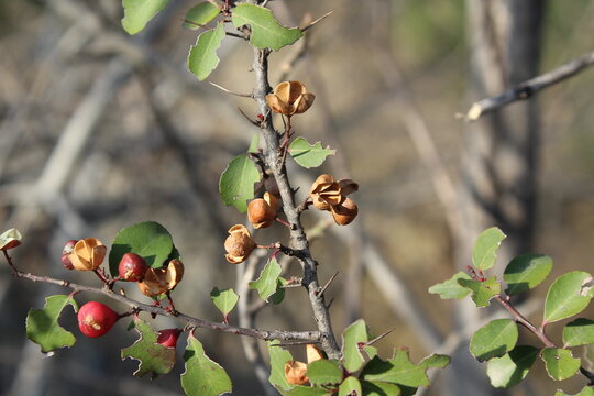spikethorn, Maytenus senegalensis, Gymnosporia buxifolia or the arto negro
