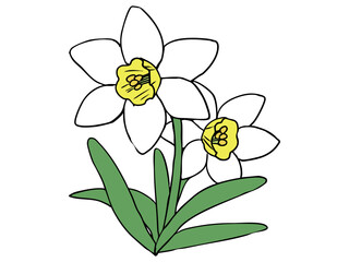 スイセン 白色 イエローラッパ 