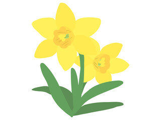 スイセン 黄色 イエローラッパ 主線なし