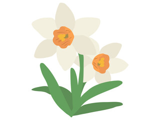 スイセン 白色 オレンジラッパ 主線なし