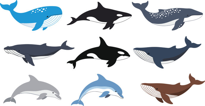 Whales and Dolphins Illustration Set with Orca and Marine Mammal Characters for Ocean Wildlife Education and Nature Design