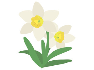 スイセン 白色 イエローラッパ 主線なし