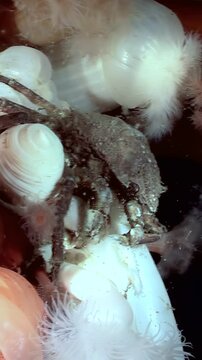 Observe a Hyas Araneus spider crab interacting with the sea anemone Metridium Senile. This captivating interaction unveils a glimpse into the cold waters of the Arctic Ocean.