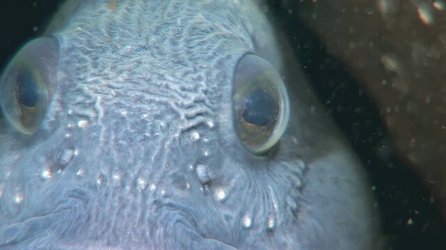 Observe the captivating stare of an Atlantic Wolffish, also known as sea wolf or sea cat. Witness this Anarhichas lupus's unique features in its natural North Atlantic habitat.