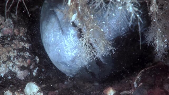 An Atlantic Catfish, Anarhichas lupus, rests among seaweed. This sea wolf remains mostly still. The Anarhichas lupus can be seen hiding on the ocean floor during the day.