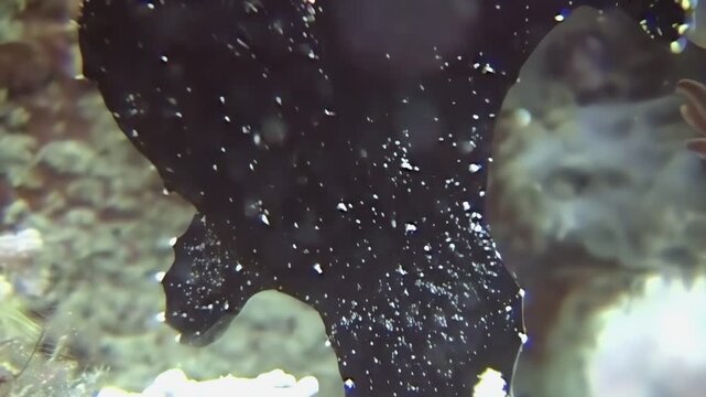 See a giant frogfish, perfectly disguised, blending seamlessly with the coral reef. This amazing creature was spotted during a dive off Sipadan Island, Indonesia.
