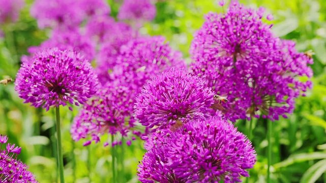 Static view, a lot of vivid purple allium blooms with bees on sunny spring day