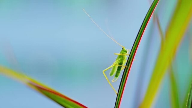 Macro still of katydid clinging to leaf, warm light contrasting cool window hues