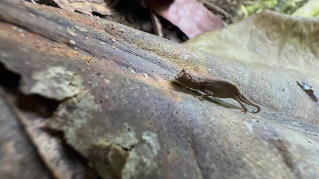 Tiny Antongil leaf chameleon (Brookesia peyrierasi) on a leaf. Nosy Mangabe island in Madagascar.