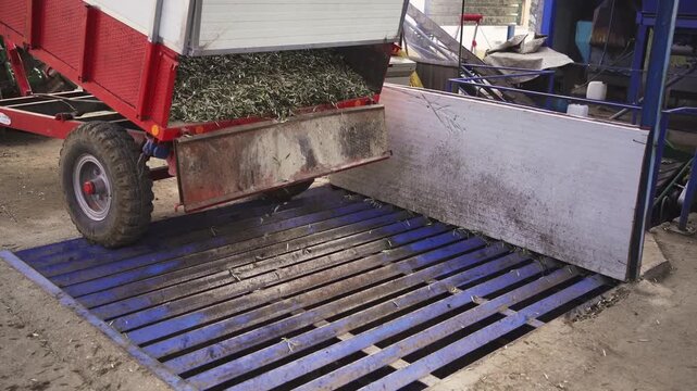 Olives and leaves unloading from trailer into metal hopper during processing