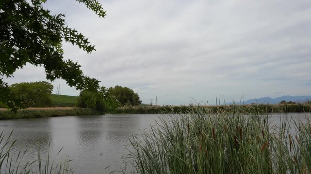 Lake views with oak leaves and bulrush reeds in the winelands