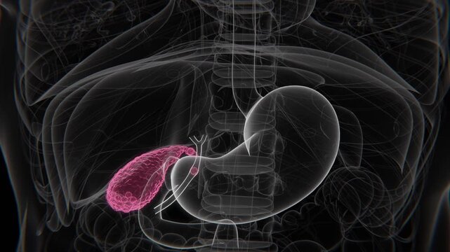 Normal to Cholecystitis Indication X-Ray Video | Gallbladder Infection indication in Vertical HD X-Ray Video