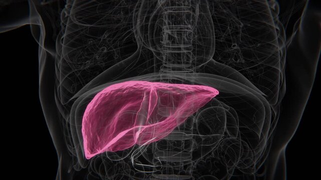 Normal to Fatty Liver indication in HD X-Ray Video | Fatty Liver Disease (NAFLD) Indication in X-Ray HD Video