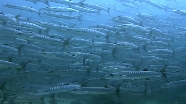 Enormous school of Barracuda circling in the turquoise waters of Sipadan Island, Indonesia. A mesmerizing display of underwater life forms a swirling vortex.