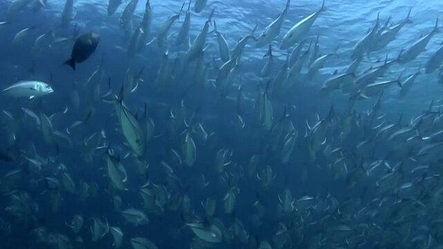 A mesmerizing swarm of silvery fish moves in unison in the blue waters of Sipadan Island, Indonesia. See the breathtaking density and coordinated movement in their natural habitat.